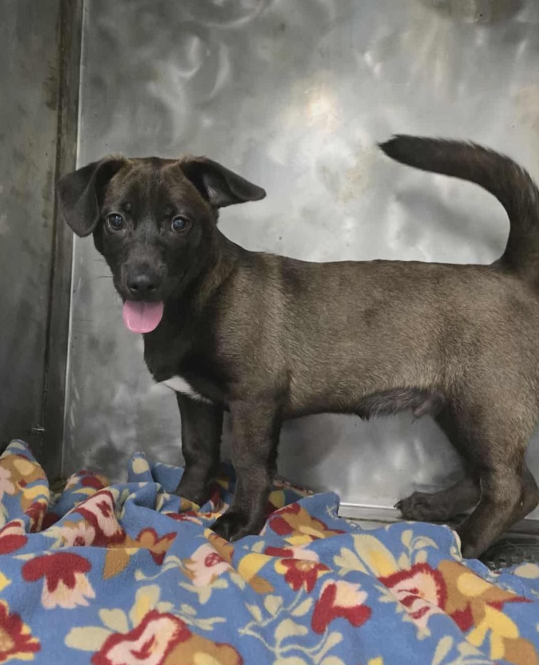 Enlarge Chrysallis: RIDGE DOG IN TRAINING @ LOCAL PRISON, a Adoptable Mixed Breed in Othello, WA image 2/3