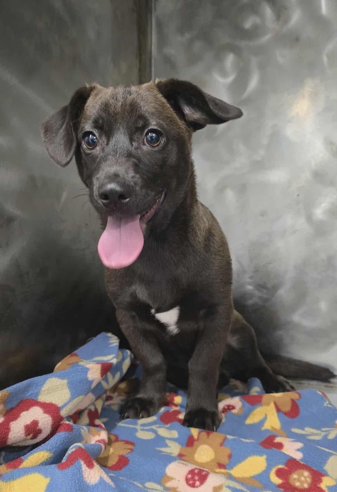 Enlarge Chrysallis: RIDGE DOG IN TRAINING @ LOCAL PRISON, a Adoptable Mixed Breed in Othello, WA image 3/3
