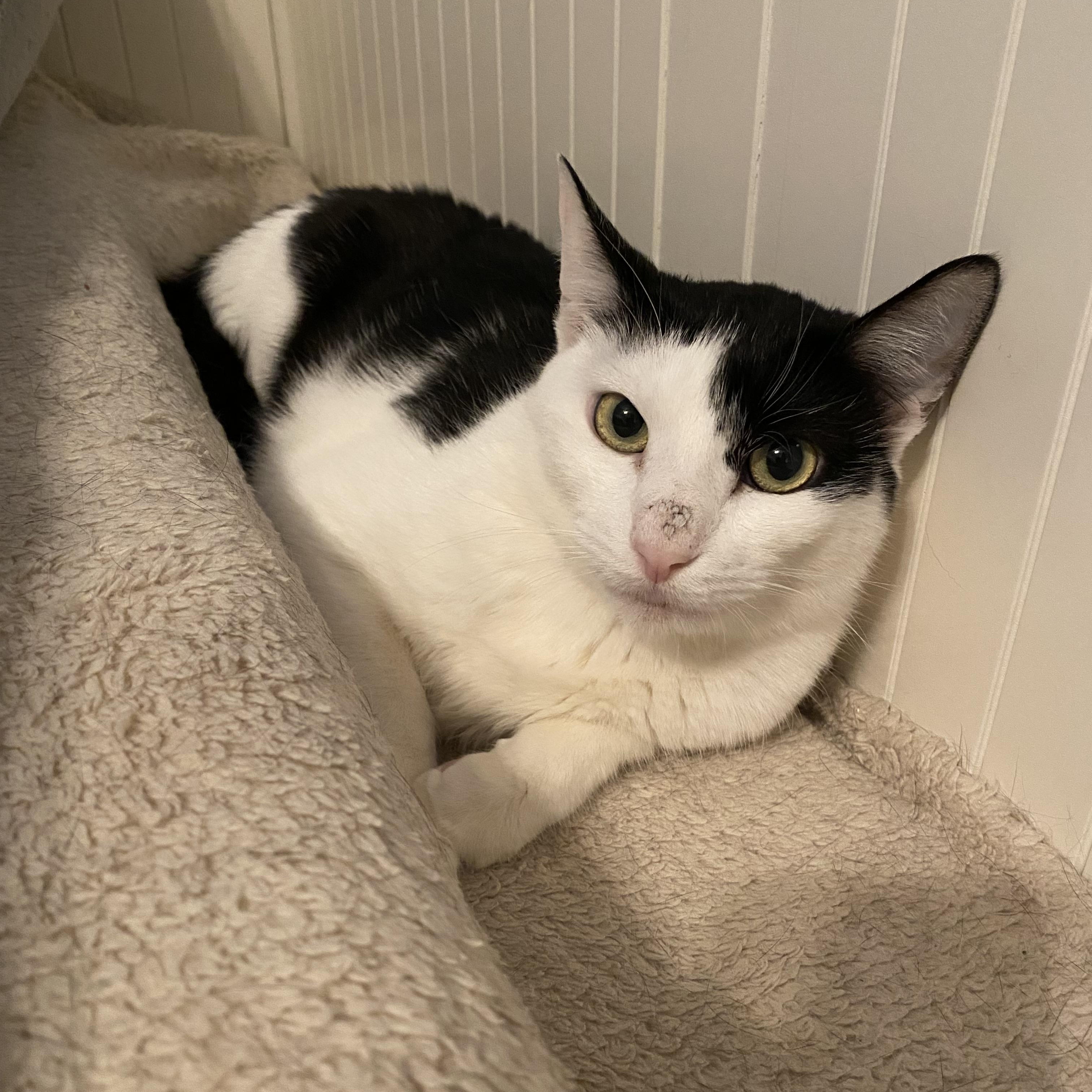 Enlarge Cheerio, a ADOPTABLE Domestic Short Hair in Andover, CT image 4/4