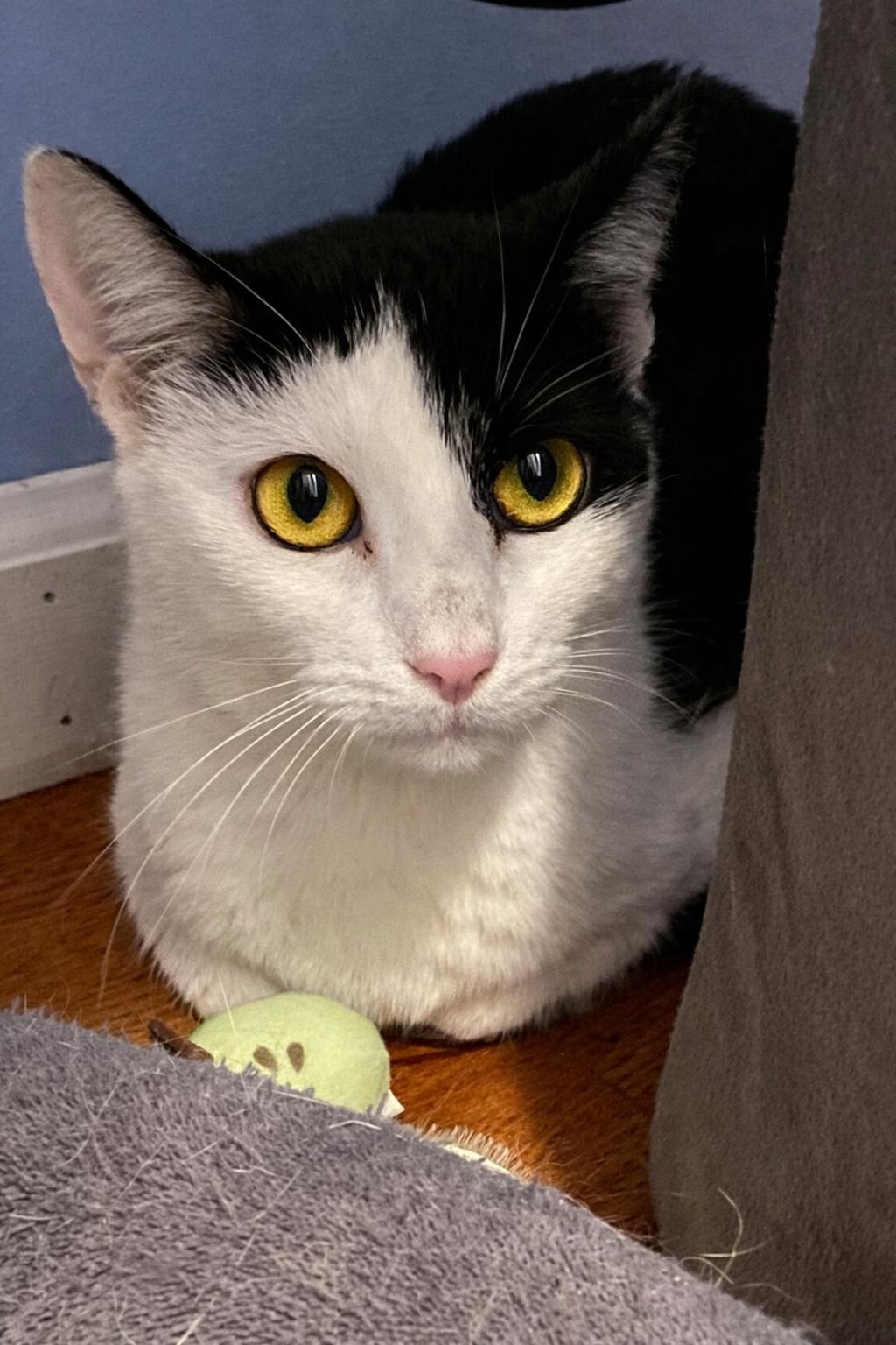 Enlarge Cheerio, a ADOPTABLE Domestic Short Hair in Andover, CT image 2/4