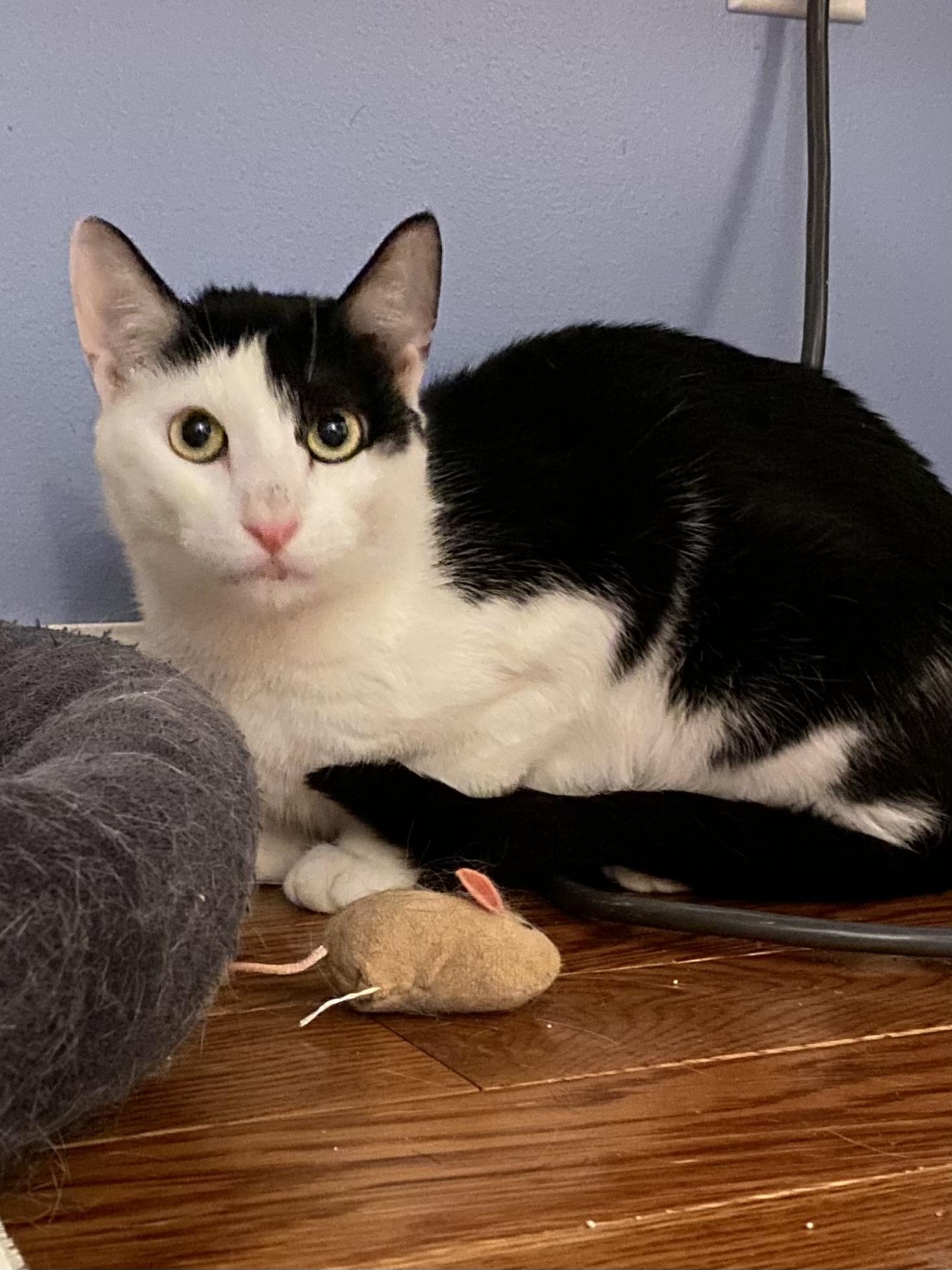 Cheerio, ADOPTABLE, Young Female Domestic Short Hair.