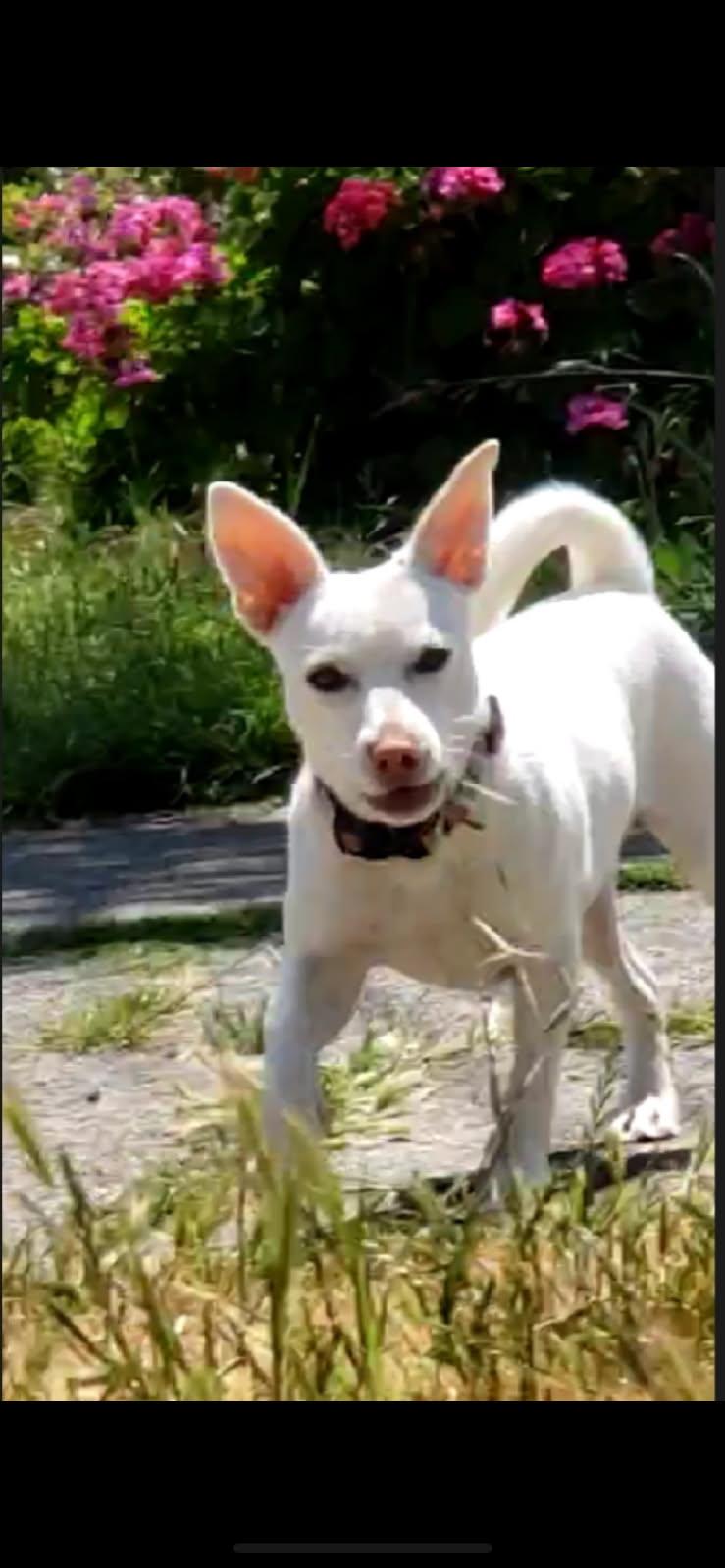 Daisy, a Adoptable Dachshund in Santa Rosa, CA image 1/2