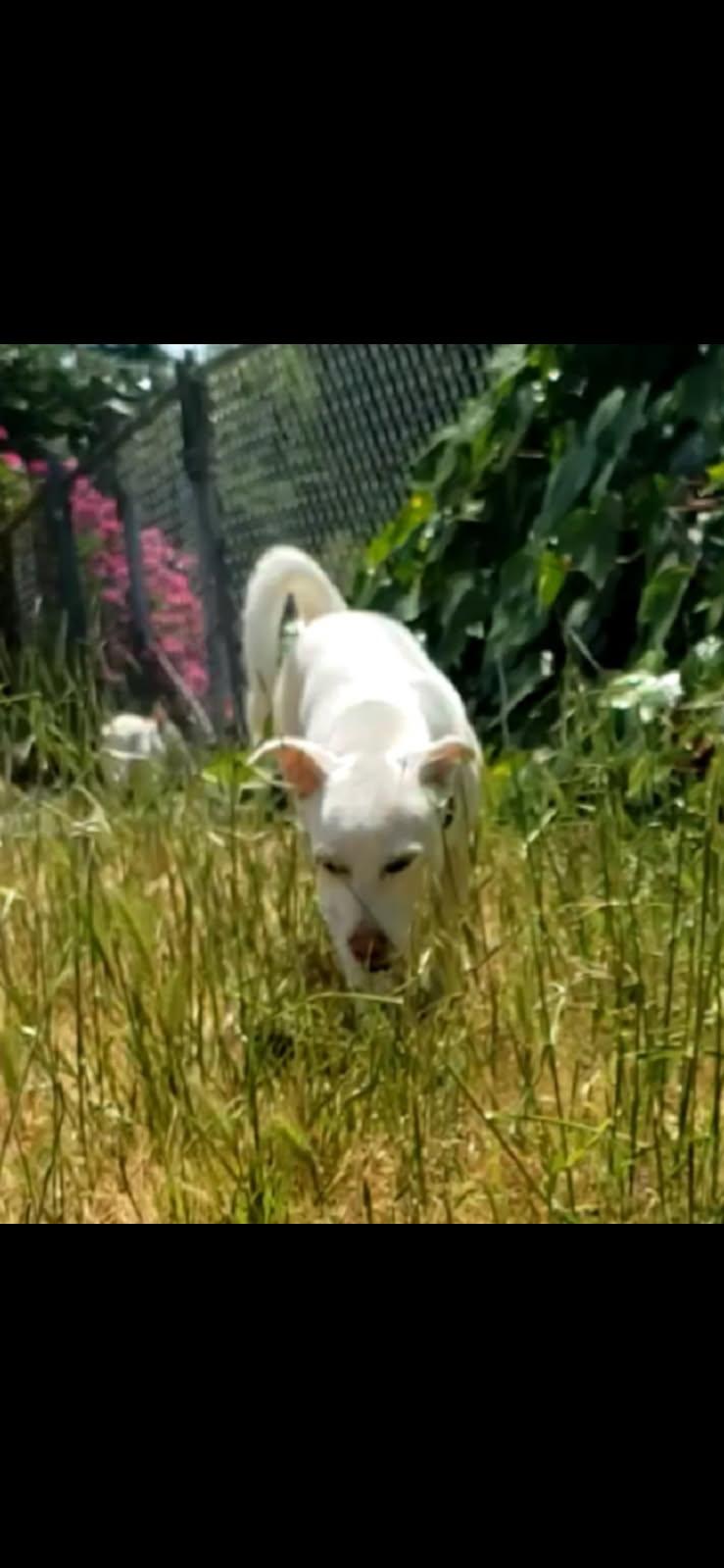 Daisy, a Adoptable Dachshund in Santa Rosa, CA image 2/2