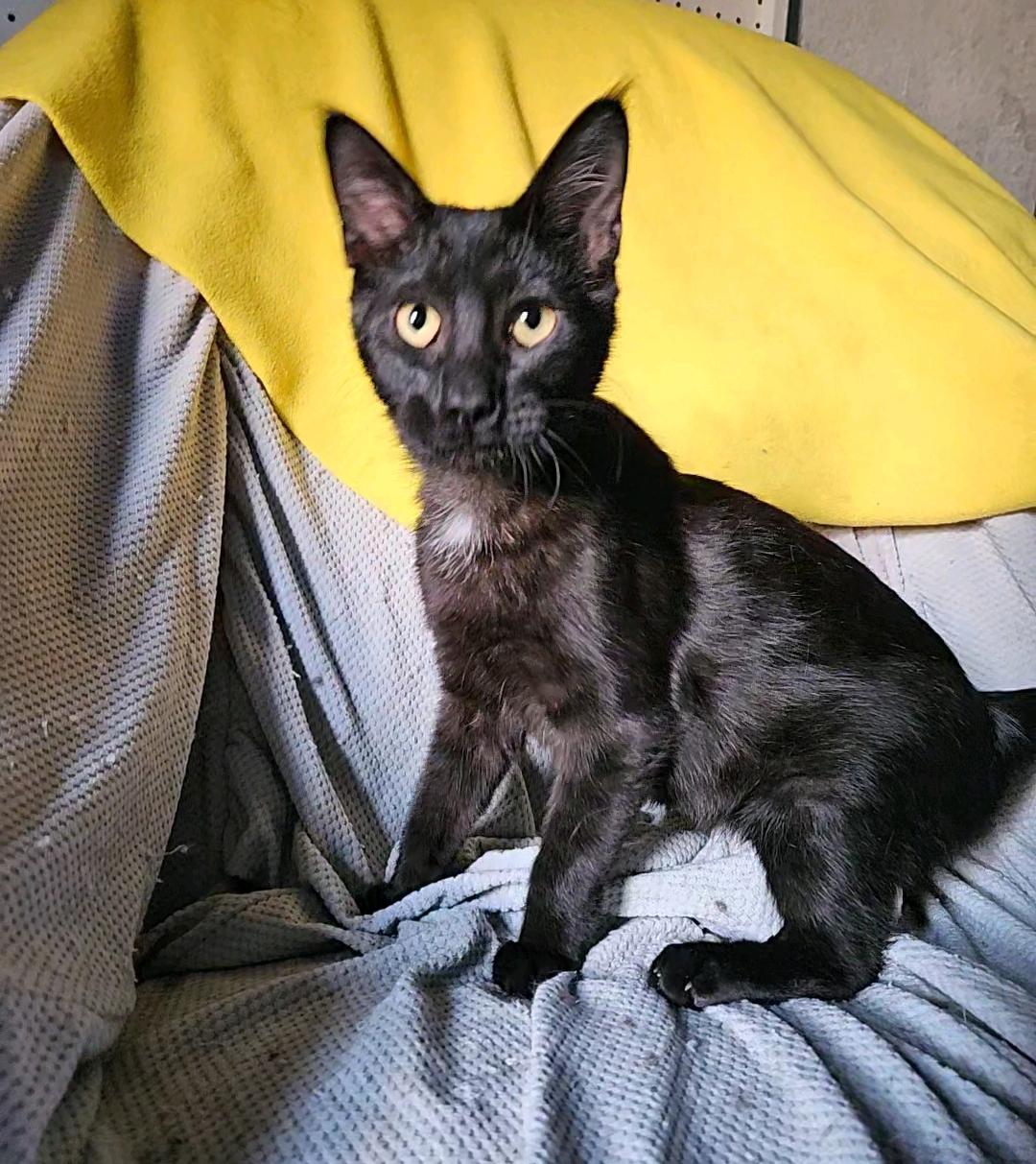 Enlarge Ham, a Adopted Domestic Short Hair in Shakopee, MN image 1/5