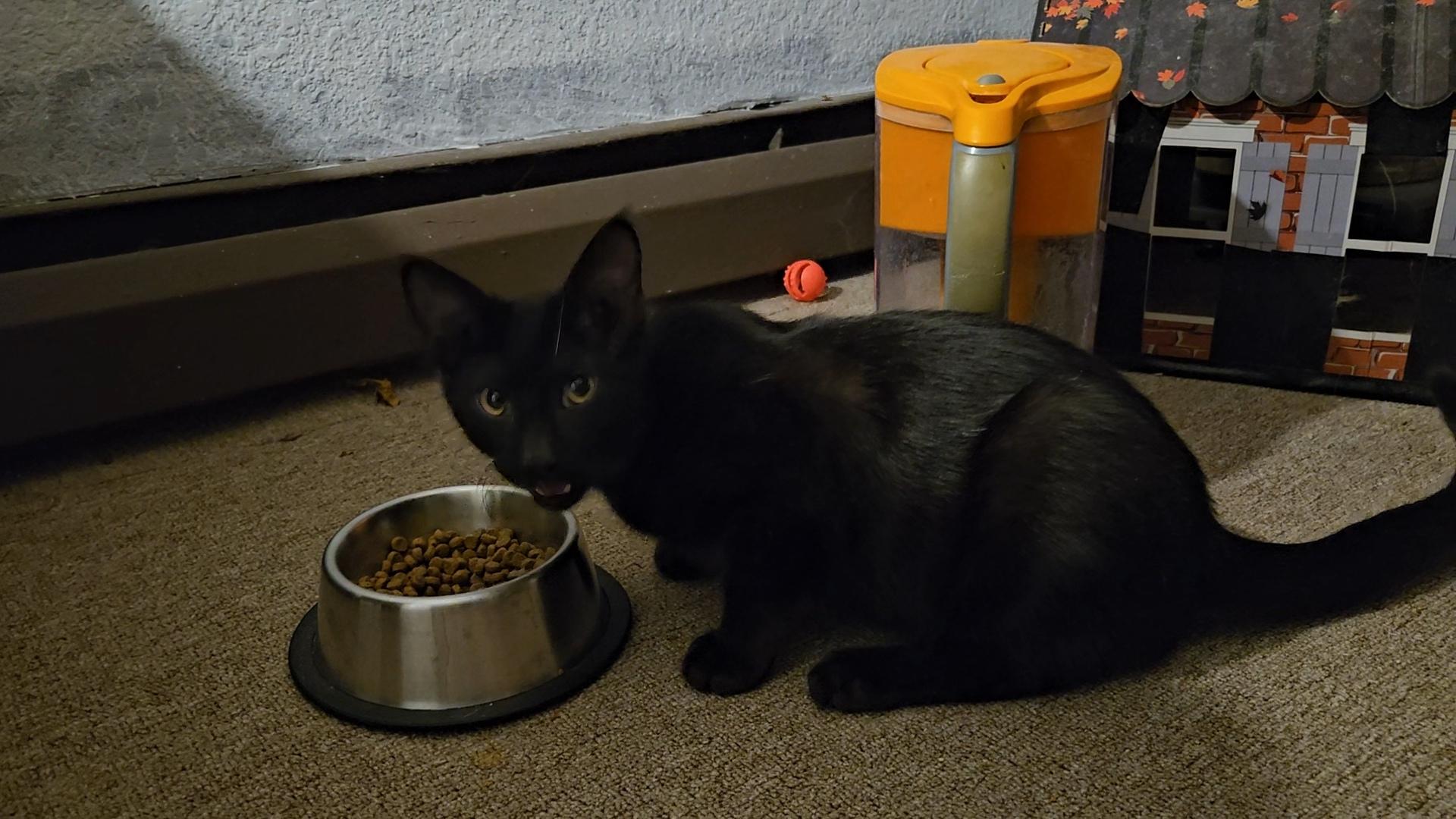 Enlarge Ham, a Adopted Domestic Short Hair in Shakopee, MN image 4/5