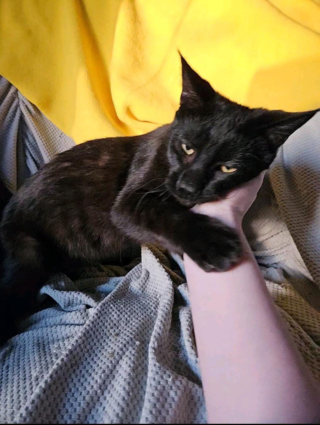 Enlarge Ham, a Adopted Domestic Short Hair in Shakopee, MN image 2/5