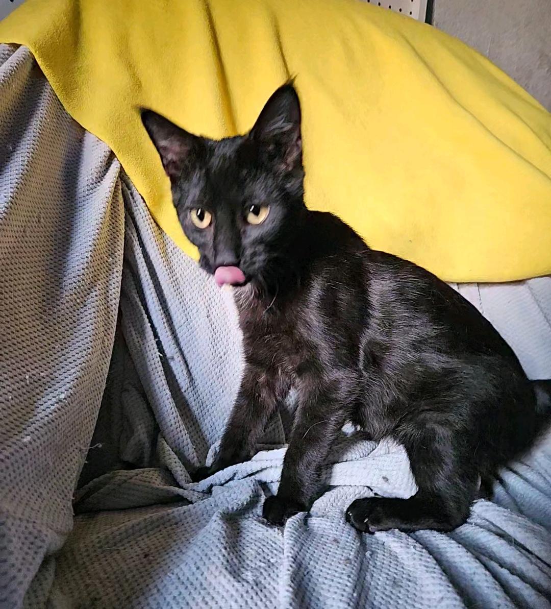 Enlarge Ham, a Adopted Domestic Short Hair in Shakopee, MN image 5/5