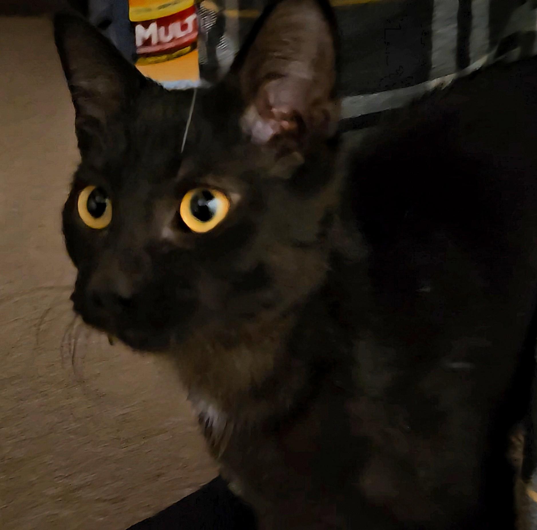 Enlarge Ham, a Adopted Domestic Short Hair in Shakopee, MN image 3/5