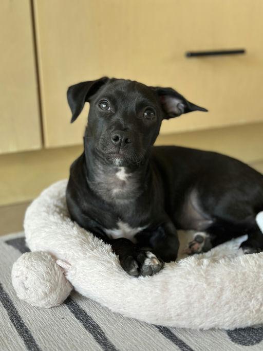 Enlarge Bubba Gumbo, a Adoptable mixed breed in Los Angeles, CA image 3/6