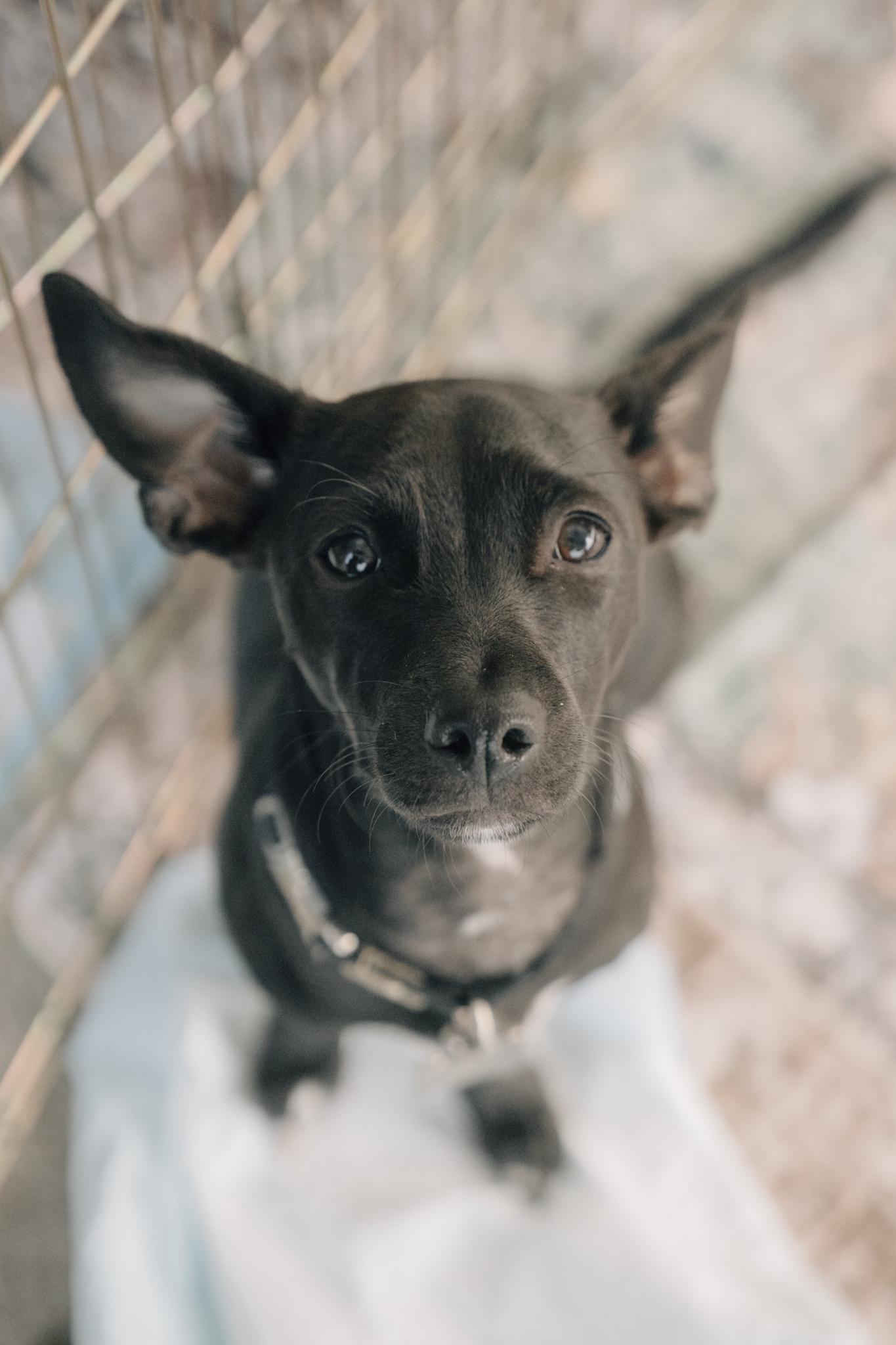 Enlarge Bubba Gumbo, a Adoptable mixed breed in Los Angeles, CA image 1/6