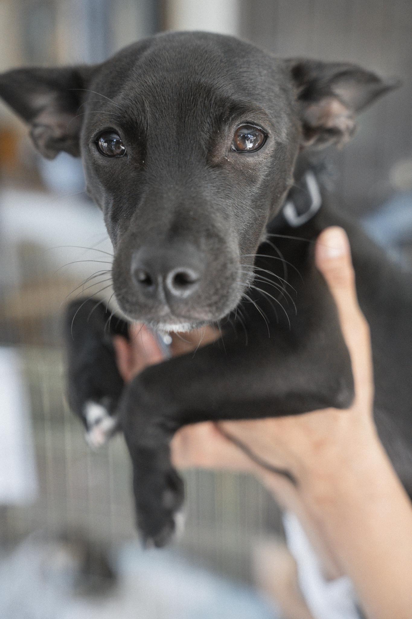 Enlarge Bubba Gumbo, a Adoptable mixed breed in Los Angeles, CA image 2/6