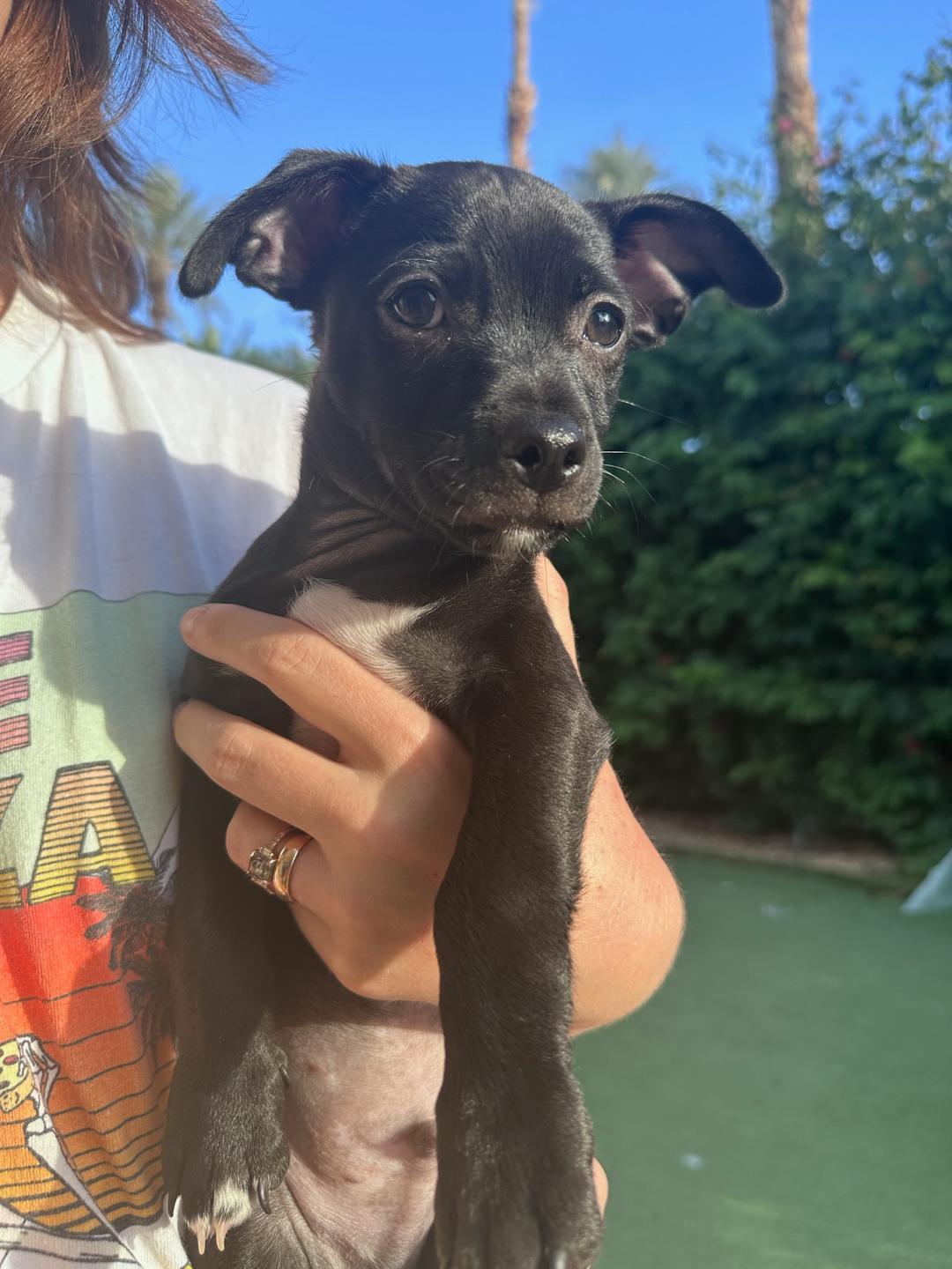 Bubba Gumbo, a Adoptable mixed breed in Los Angeles, CA image 3/4