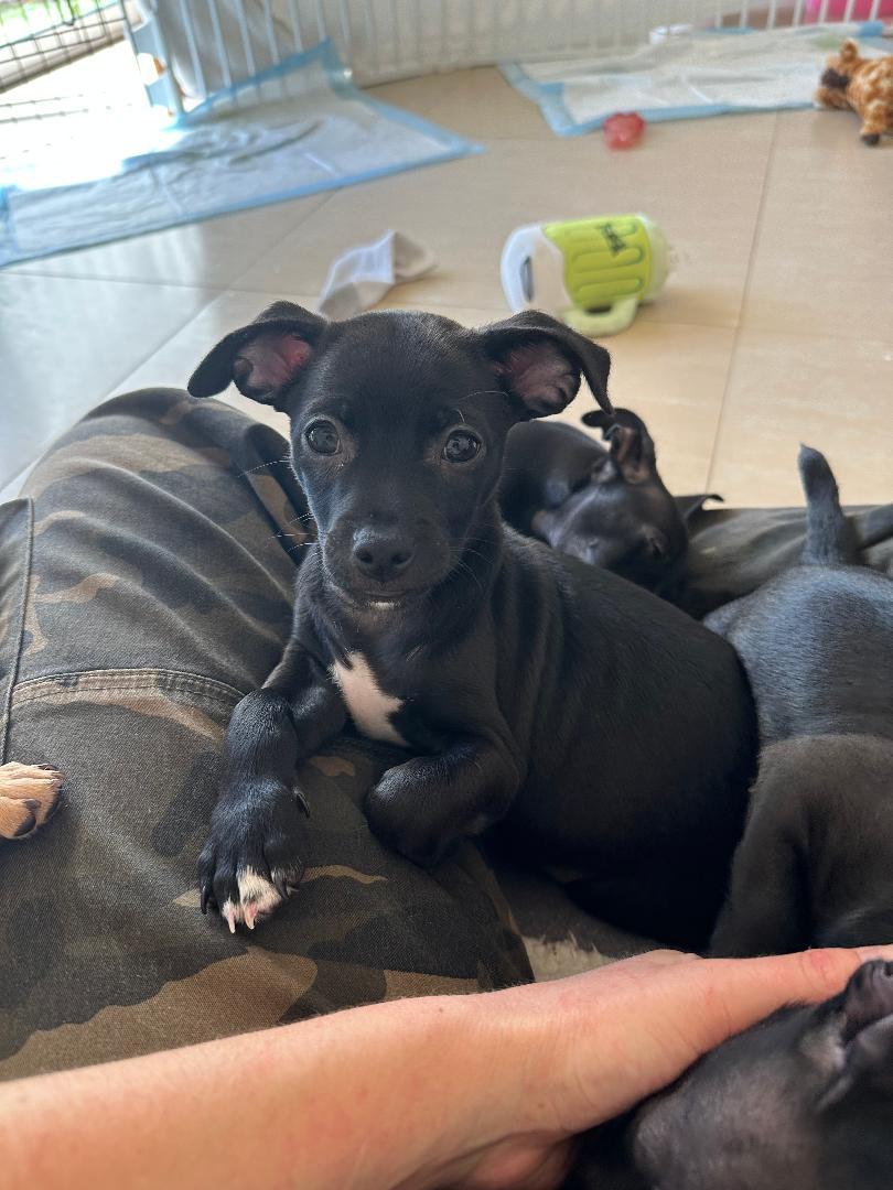 Bubba Gumbo, a Adoptable mixed breed in Los Angeles, CA image 4/4