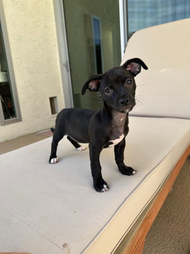 Bubba Gumbo, a Adoptable mixed breed in Los Angeles, CA image 2/4