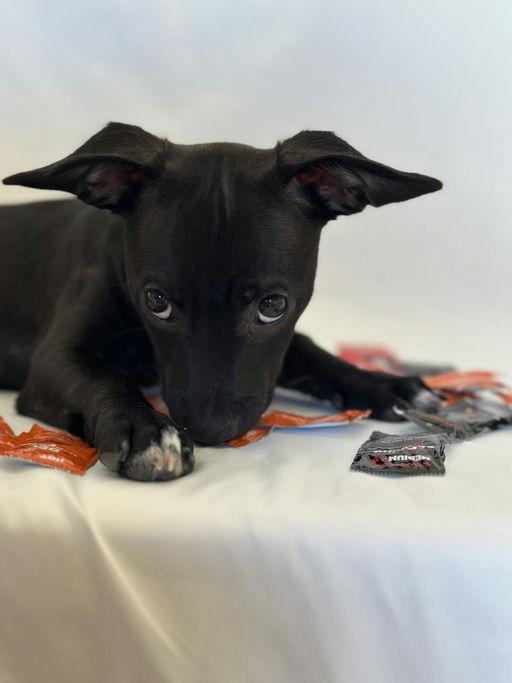 Enlarge Bubba Gumbo, a Adoptable mixed breed in Los Angeles, CA image 4/6