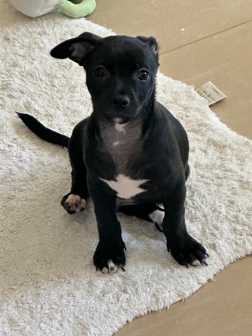 Bubba Gumbo, a Adoptable mixed breed in Los Angeles, CA image 1/4