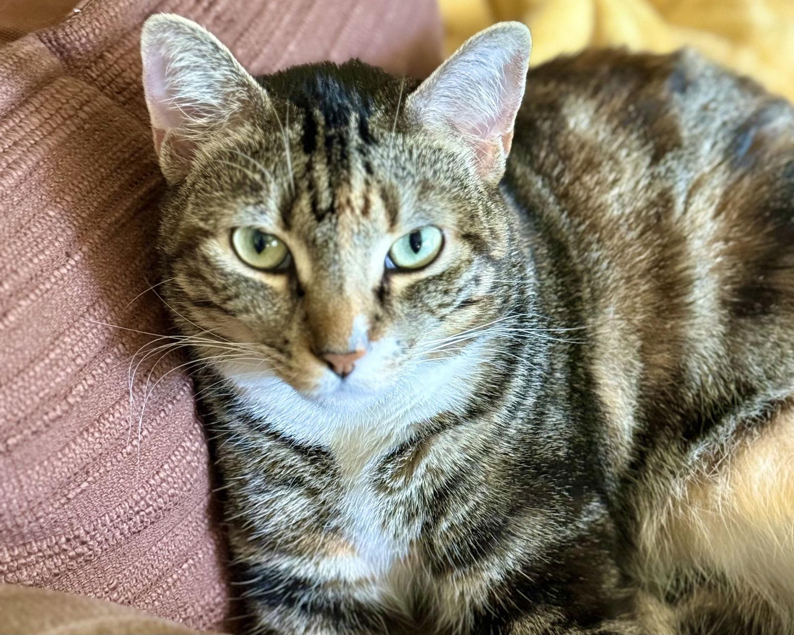 Hibiscus, Adoptable, Adult Female Calico & Tabby.