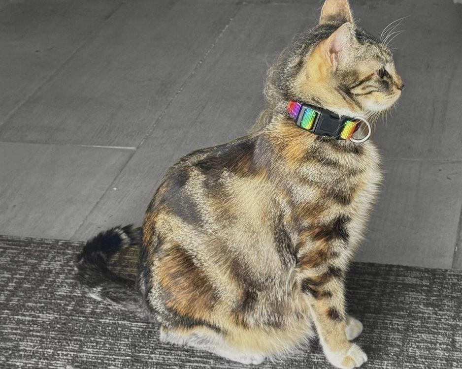 Enlarge Hibiscus, a Adoptable mixed breed in Laguna Niguel, CA image 1/3