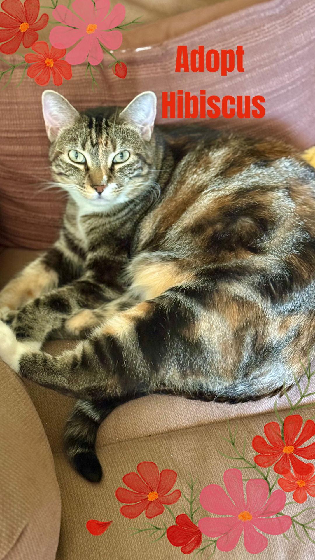 Enlarge Hibiscus, a Adoptable mixed breed in Laguna Niguel, CA image 2/3