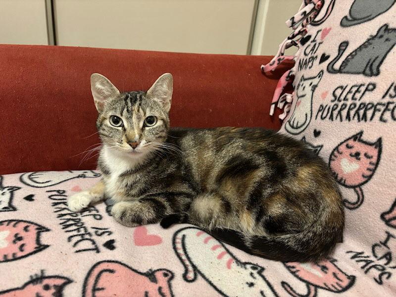 Enlarge Hibiscus, a Adoptable mixed breed in Laguna Niguel, CA image 2/3