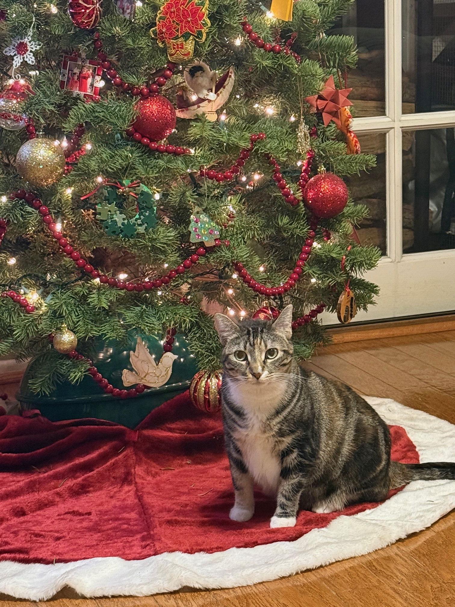 Enlarge Hibiscus, a Adoptable mixed breed in Laguna Niguel, CA image 3/3