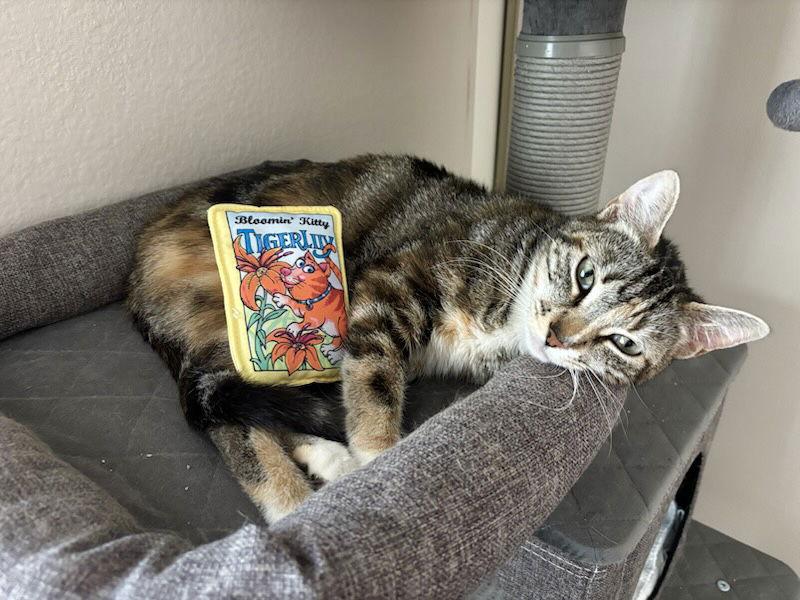 Enlarge Hibiscus, a Adoptable mixed breed in Laguna Niguel, CA image 3/3