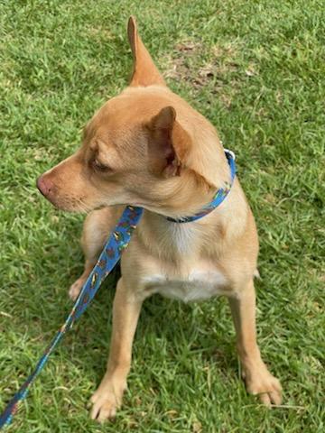 Lola, Adoptable, Puppy Female Chihuahua.