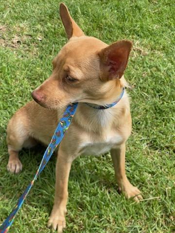 Enlarge Lola, a Adoptable mixed breed in Chula Vista, CA image 3/6