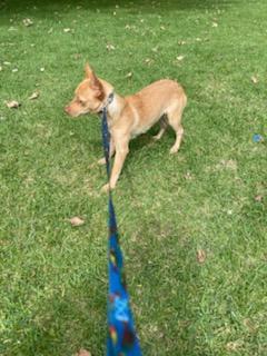 Enlarge Lola, a Adoptable mixed breed in Chula Vista, CA image 4/6