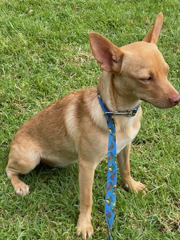 Enlarge Lola, a Adoptable mixed breed in Chula Vista, CA image 5/6