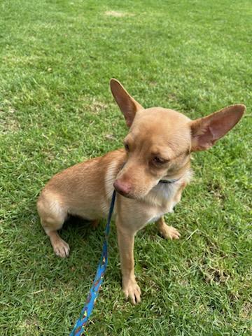 Enlarge Lola, a Adoptable mixed breed in Chula Vista, CA image 6/6