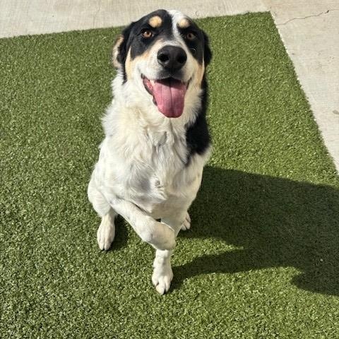 Harley , ADOPTABLE, Adult Male Border Collie & Australian Cattle Dog / Blue Heeler.