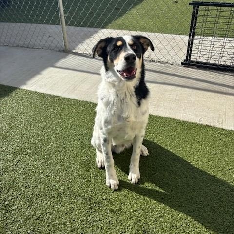 Enlarge Harley , a ADOPTABLE mixed breed in Fayetteville, AR image 2/3