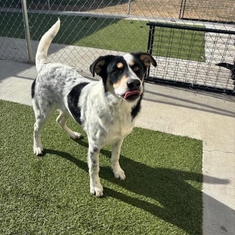 Enlarge Harley , a ADOPTABLE mixed breed in Fayetteville, AR image 3/3
