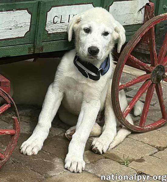 Julius in MD - Expert Dirty Dish Inspector!, an adoptable Great Pyrenees, Akbash in Rockville, MD, 20850 | Photo Image 3