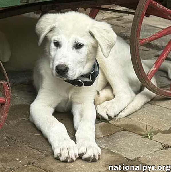 Julius in MD - Expert Dirty Dish Inspector!, an adoptable Great Pyrenees, Akbash in Rockville, MD, 20850 | Photo Image 2
