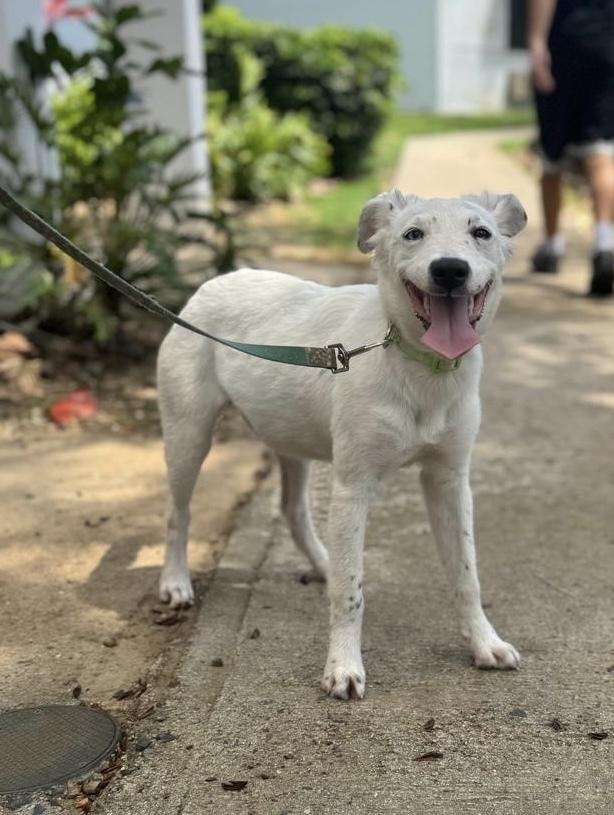 Lucila, Adoptable, Young Female Mixed Breed & Husky.