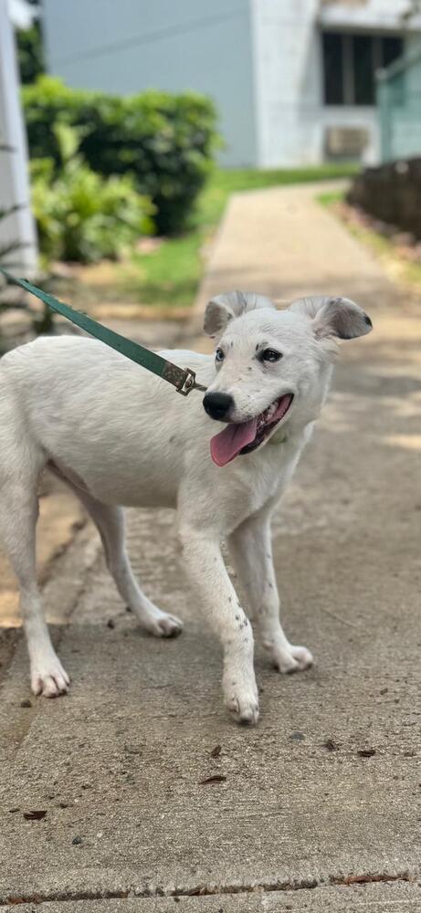Enlarge Lucila, a Adoptable mixed breed in North Reading, MA image 2/5