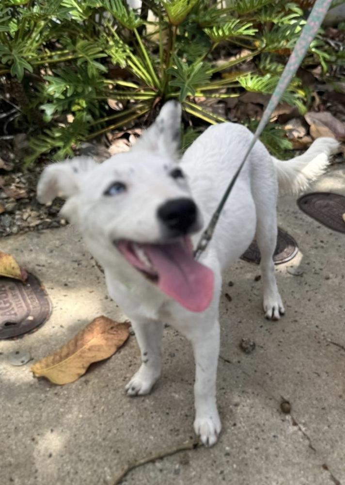 Enlarge Lucila, a Adoptable mixed breed in North Reading, MA image 3/5