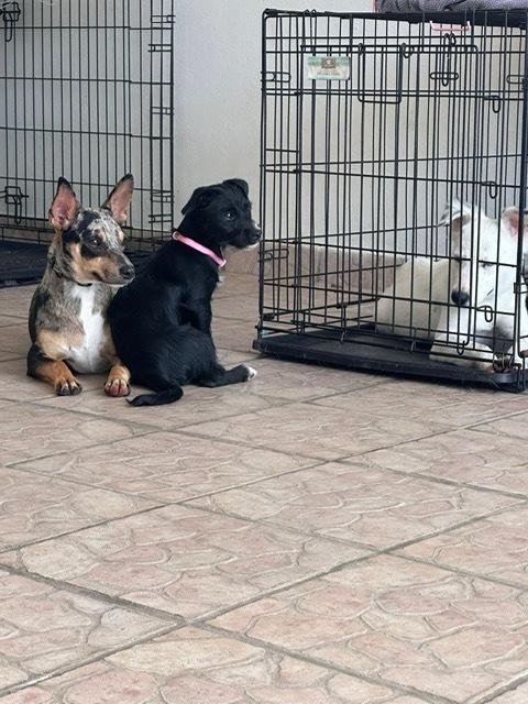 Enlarge Lucila, a Adoptable mixed breed in North Reading, MA image 4/5