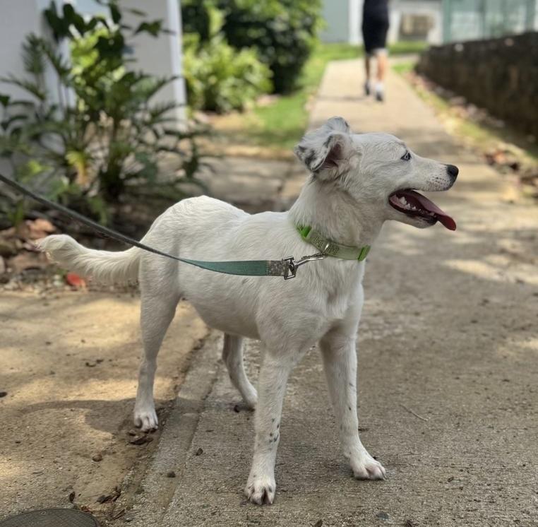Enlarge Lucila, a Adoptable mixed breed in North Reading, MA image 5/5