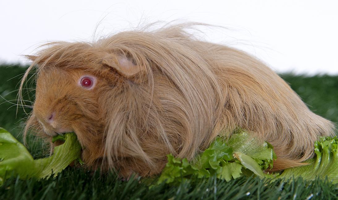 Enlarge Harry, a ADOPTABLE Peruvian in Chicago, IL image 2/3