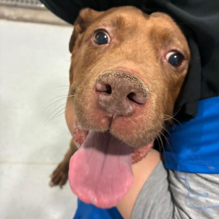 Candelabra, Adoptable, Senior Female Pit Bull Terrier & Labrador Retriever.