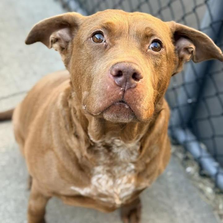 Enlarge Candelabra, a Adoptable mixed breed in Northbrook, IL image 2/6