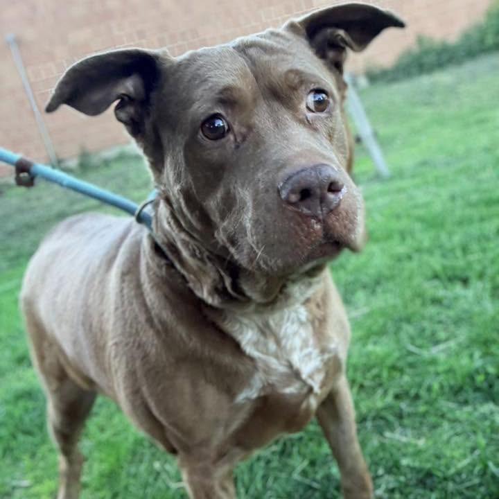 Enlarge Candelabra, a Adoptable mixed breed in Northbrook, IL image 3/6