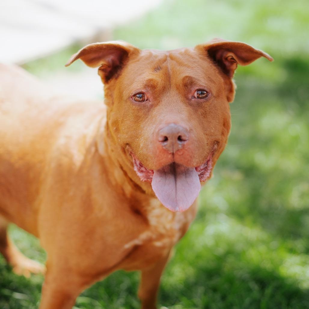 Enlarge Candelabra, a Adoptable mixed breed in Northbrook, IL image 4/6