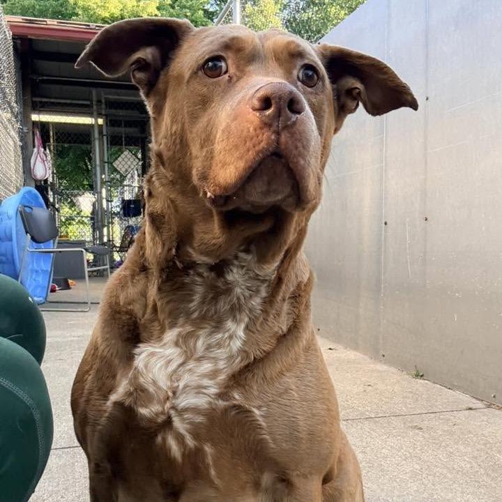 Enlarge Candelabra, a Adoptable mixed breed in Northbrook, IL image 6/6