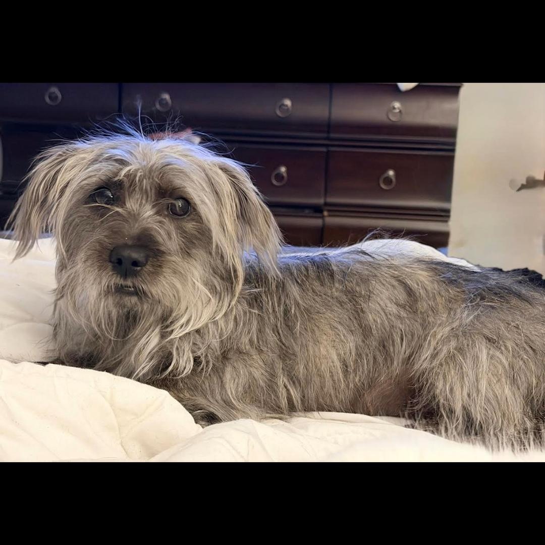 Schnitzel, Adoptable, Adult Female Dachshund (Long Haired) & Cairn Terrier.