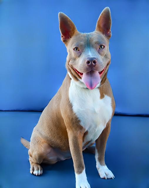 Enlarge POTATO, a Adoptable Pit Bull Terrier in Baldwin Park, CA image 1/1