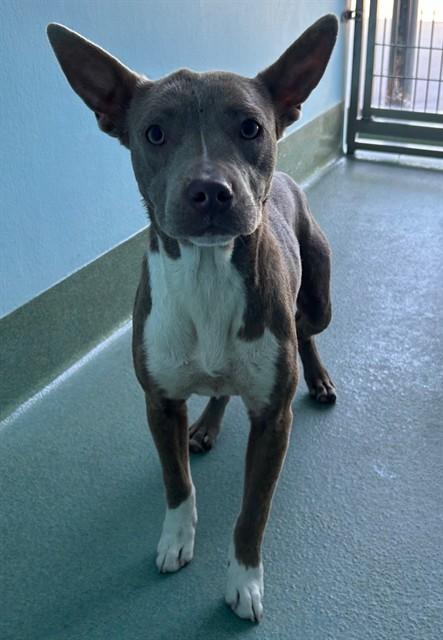 Enlarge POTATO, a Adoptable Pit Bull Terrier in Baldwin Park, CA image 1/1